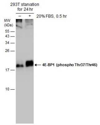 Western Blot: 4EBP1 [p Thr46, p Thr37] Antibody [NBP3-13170]